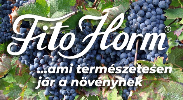 A magyar szőlő és bor: múlt és jelen